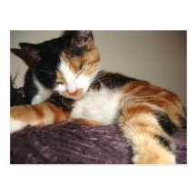 Sleeping? no I am just closing my eyes! Post Card