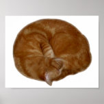 Sleeping Orange Cat Print