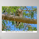 Sleeping Owl Posters