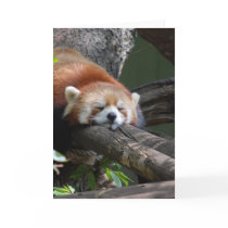 Sleeping Panda Bear  Greeting Card