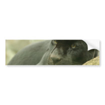 Sleeping Panther Bumper Stickers