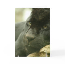 Sleeping Panther Greeting Card