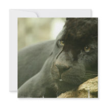 Sleeping Panther Invitations