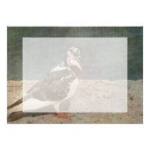 Sleeping Pied Pigeon Grunged look Personalized Invitations
