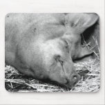 Sleeping Pig Black and White Photo Mousepad