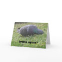 Sleeping Pigeon Funny Custom Birthday Card