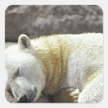 Sleeping Polar Bear Square Sticker