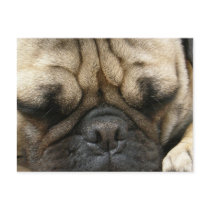 Sleeping Pug Postcard
