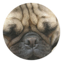 Sleeping Pug Sticker