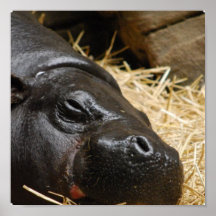Sleeping Pygmy Hippo  Poster