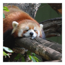 Sleeping Red Panda  Invitations