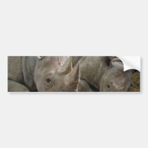 Sleeping Rhinos Bumper Stickers