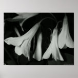 Sleeping Shamrocks posters