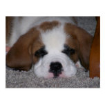 Sleeping St. Bernard Puppy Postcard