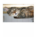 Sleeping Tabby t-shirts