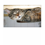Sleeping Tabby t-shirts