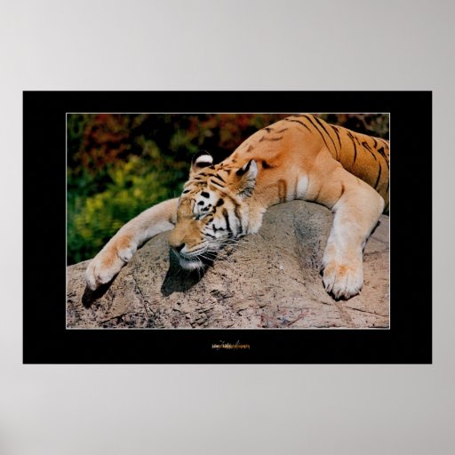 Sleeping Tiger Posters