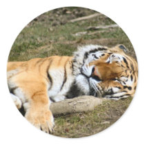 Sleeping Tiger Sticker