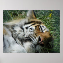 sleeping tiger up close posters