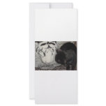 SLEEPING WHITE TIGER RACK CARDS