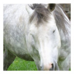 Sleepy Appaloosa Invitations