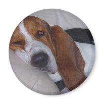 Sleepy Basset Hound Refrigerator Magnets