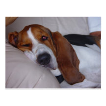 Sleepy Basset Hound Post Cards