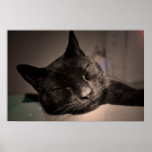 Sleepy Black Cat Poster
