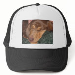 Sleepy Bloodhound Mesh Hat