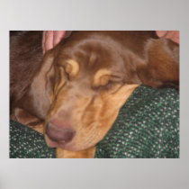 Sleepy Bloodhound Poster