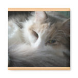 Sleepy Calico magnets