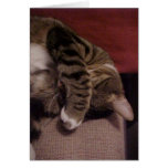 Sleepy Cat Greeting Cards