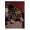 Sleepy Cat cards