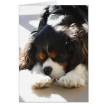 Sleepy Cavalier Card