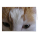 Sleepy eyed cat cards