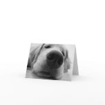 Sleepy Golden Greeting Cards