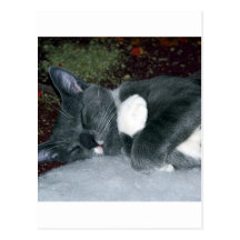Sleepy Gus Postcard