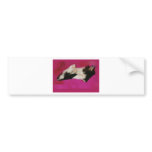 Sleepy Kitten in Pink bumper stickers