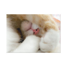Sleepy Kitty Canvas Print
