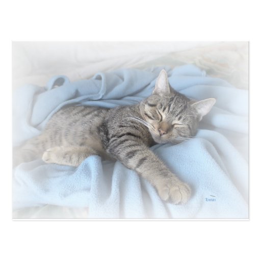 Sleepy Kitty Post Card