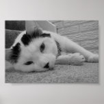 Sleepy Kitty posters