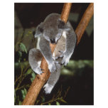 Sleepy Koala flyers