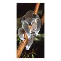 Sleepy Koala Customized Photo Card