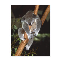 Sleepy Koala Postcard