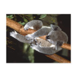 Sleepy Koala Post Cards