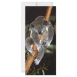 Sleepy Koala rack cards