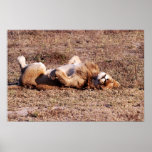 Sleepy Lion posters