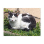 Sleepy Outdoors Cat postcards