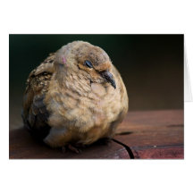 Sleepy Puffball Of Feathers Greeting Cards