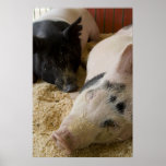 Sleepy Swine posters